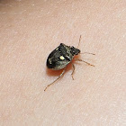 Two-spotted Sesame Bug