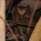 Serendib Scops Owl