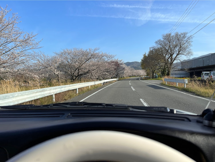 ダットサントラックの桜とコラボ・桜・サクラと愛車・Dの車窓からに関するカスタム事例の投稿画像2枚目
