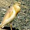 Squacco Heron