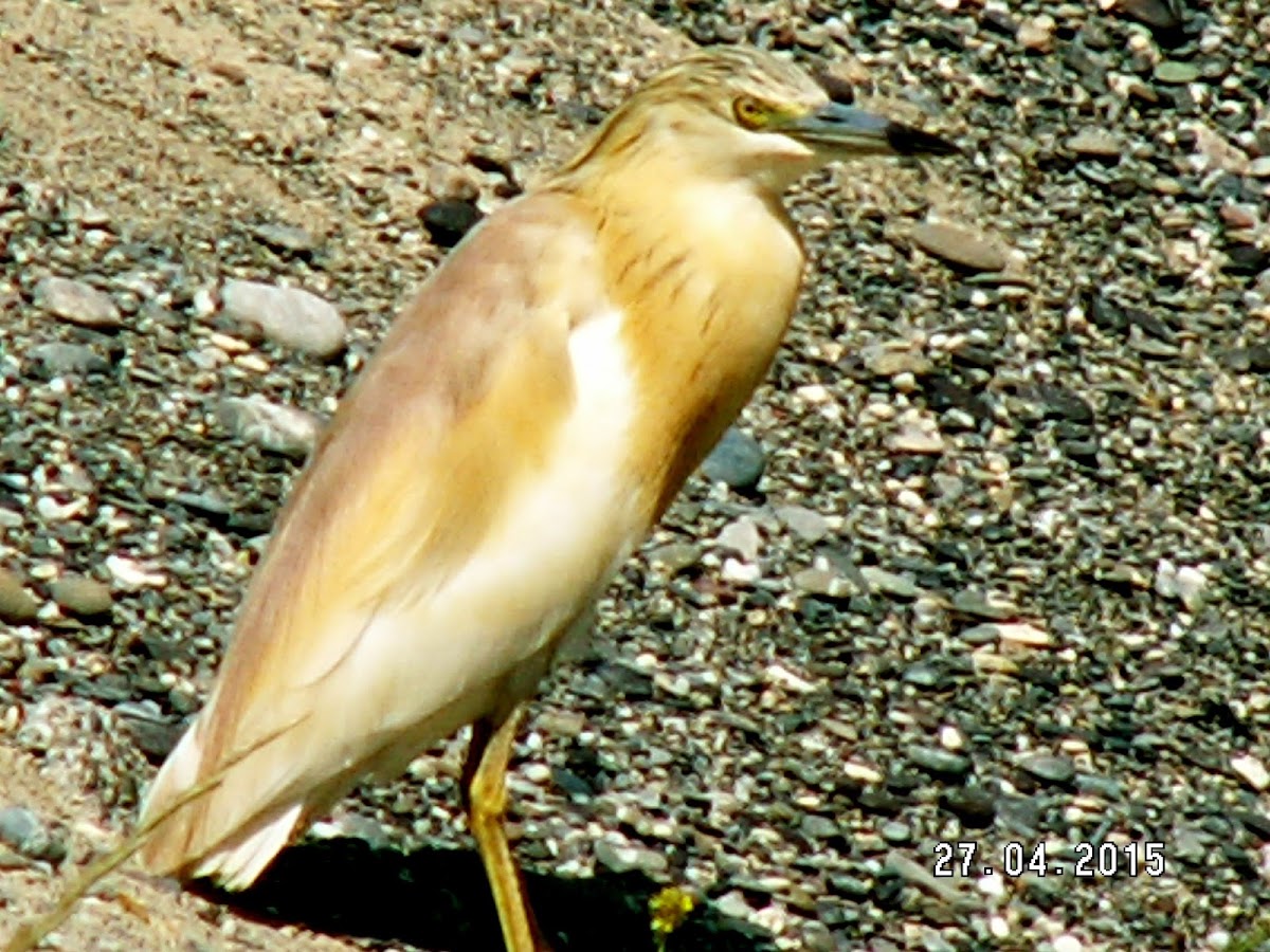 Squacco Heron