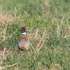 Ring-necked Pheasant