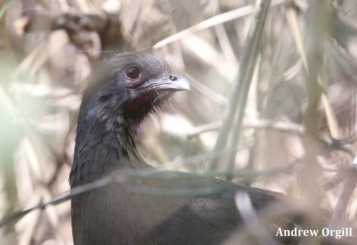 Plain Chachalaca