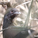 Plain Chachalaca