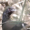 Plain Chachalaca