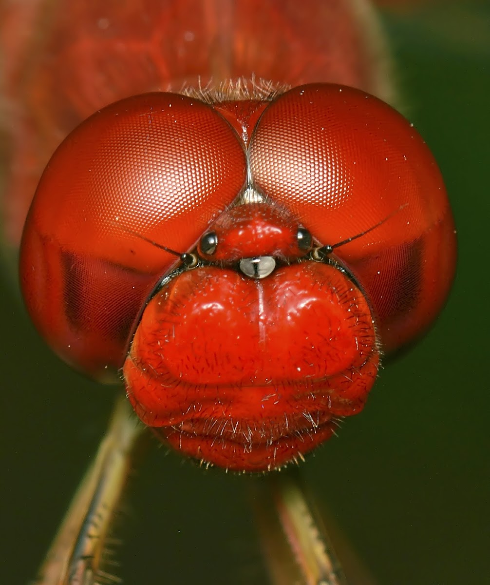 Scarlet dragonfly