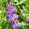 Reddish purple lupine