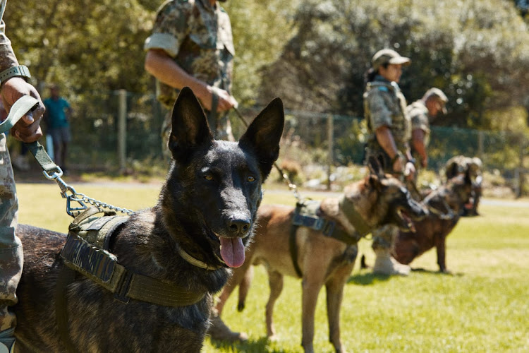 SANParks' sea, air, and mountain (SEAM) special operations rangers' canine unit.