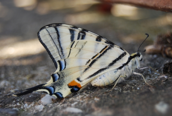 Farfalla in stada di Ilariaz2