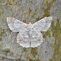 Geometer Moth