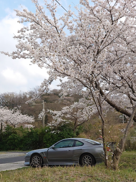 シルビアの夕日に輝くあなたの愛車・桜シーズン開幕・4月もよろしくお願い致します🌸・サクラと愛車に関するカスタム事例の投稿画像7枚目