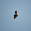 Sunda Flying Fox