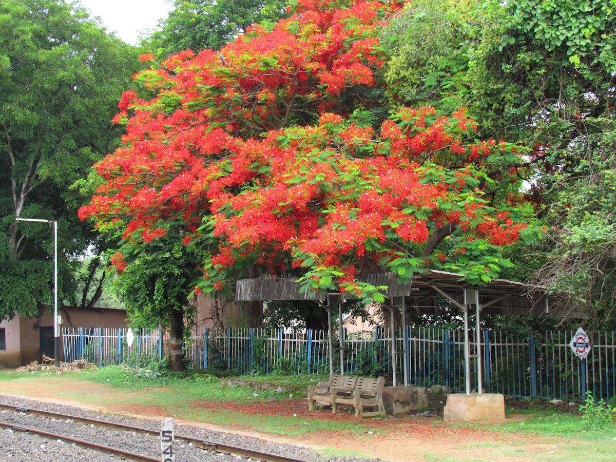 Delonix regia o Gulmohar (गुलमोहर)