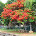 Delonix regia o Gulmohar (गुलमोहर)