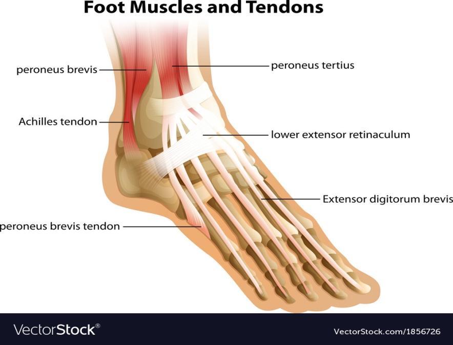 foot.jpg
