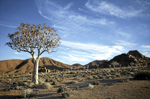 The quiver tree forest at the Kokerboom Kloof campsite in the Richtersveld.