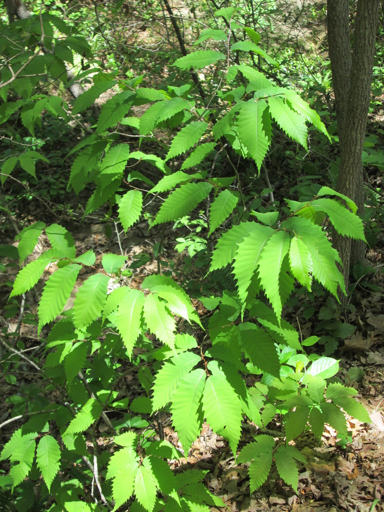 American Chestnut