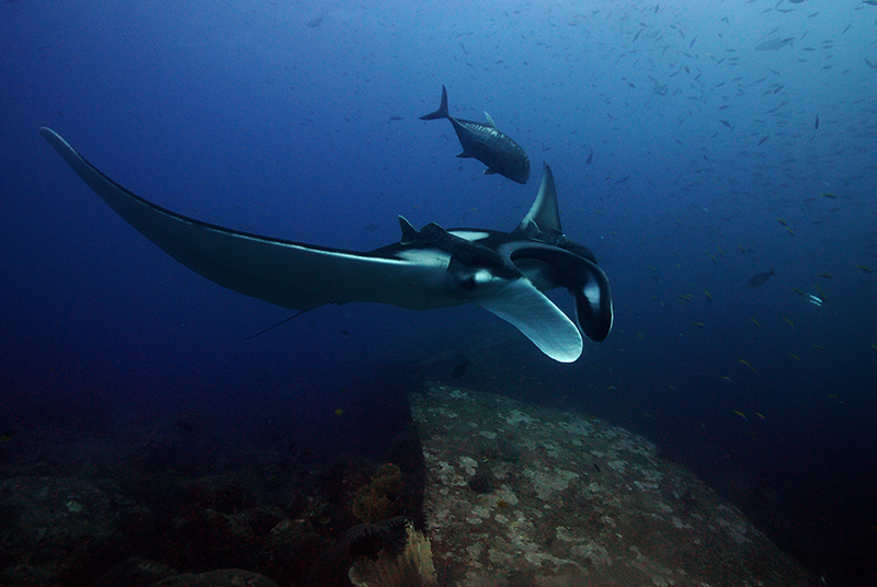 Reef manta ray