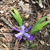 Crested dwarf iris