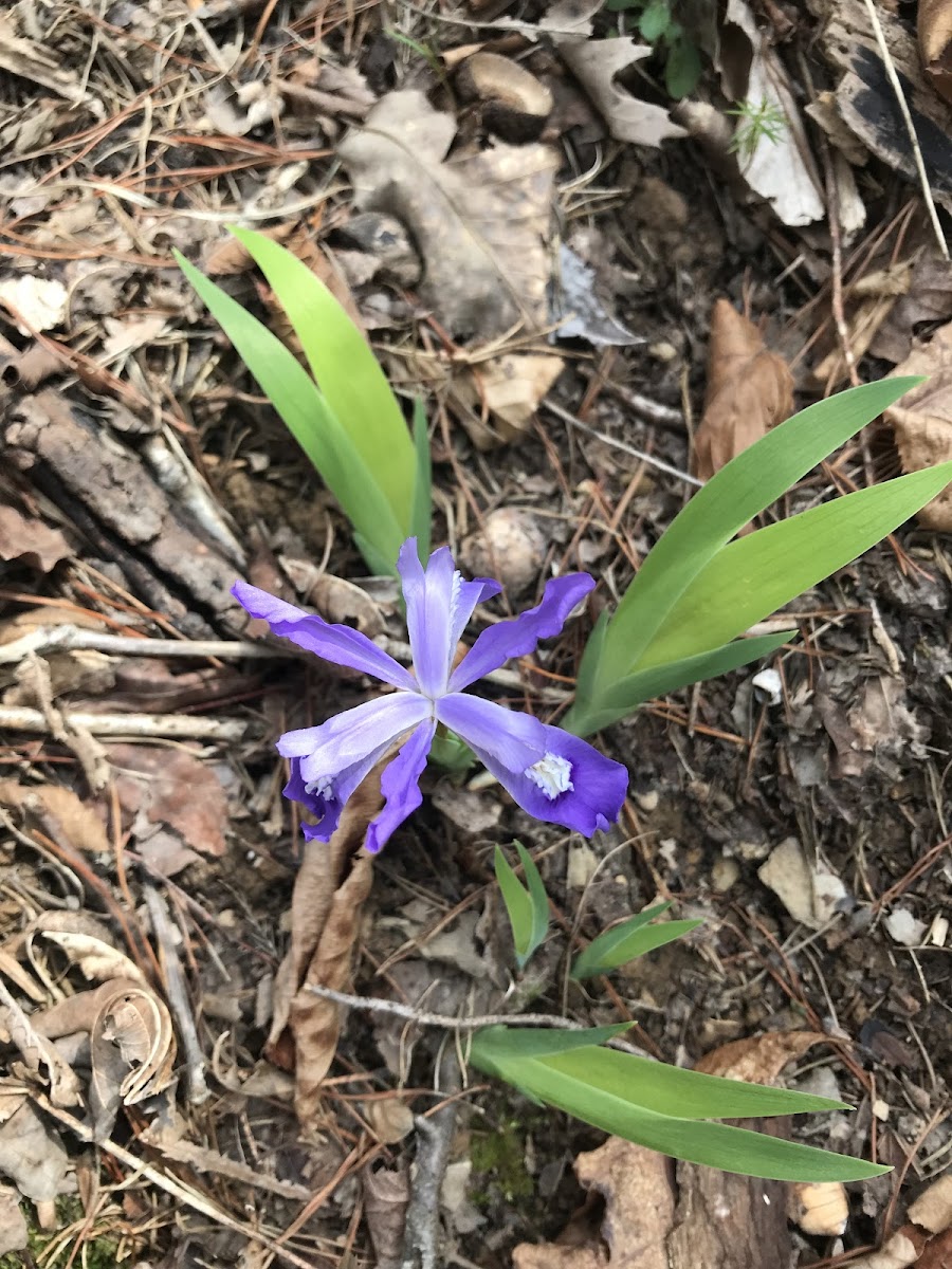 Crested dwarf iris