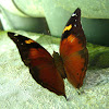 Autumn Leaf Butterfly