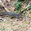 Malayan Water Monitor