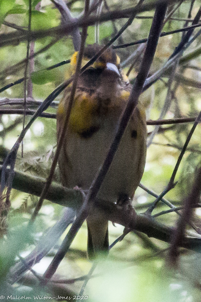 Yellow-crowned Bishop