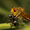 Robber Fly