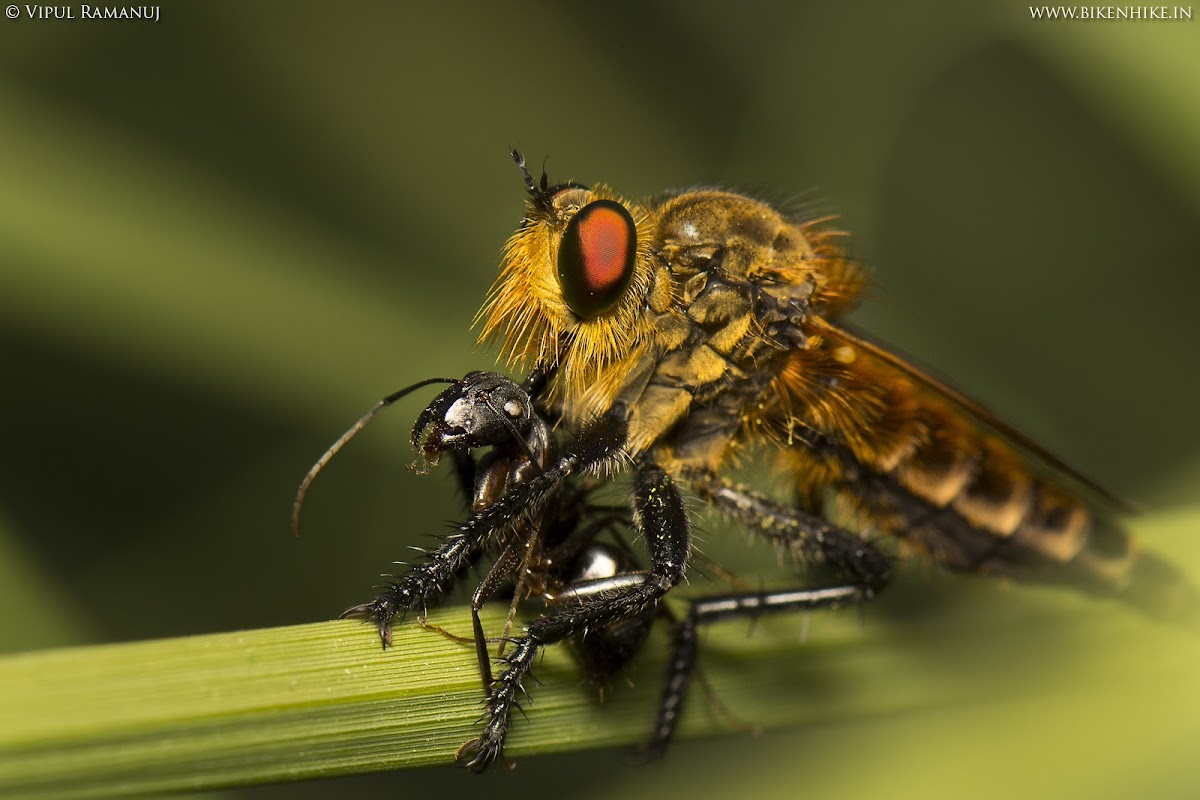 Robber Fly