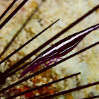 Purple Urchin Shrimp