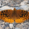 Great spangled fritillary