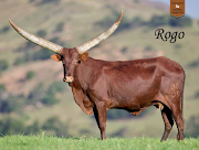 Ankole cattle belonging to President Cyril Ramaphosa will be auctioned off at the Phala Phala farm in Limpopo next weekend.