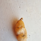 Unknow Tuber