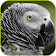 Parrots Video Live Wallpaper icon