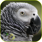 Parrots Video Live Wallpaper Apk