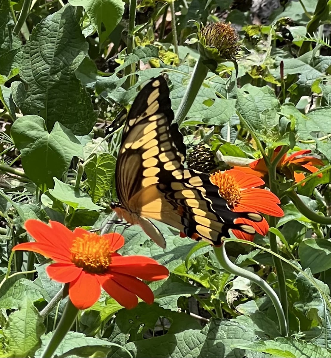 Eastern Giant Swallowtail