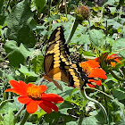 Eastern Giant Swallowtail