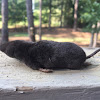 Short taled shrew