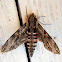 Convolvulus Hawk-moth