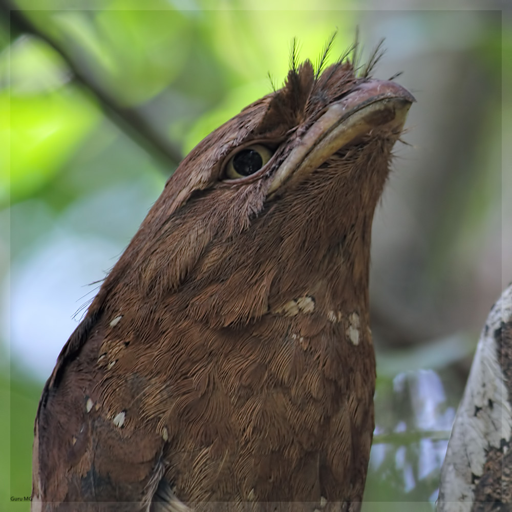 Sri Lankan frogmouth