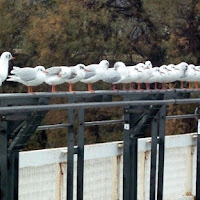 e ora tutti in fila! di 