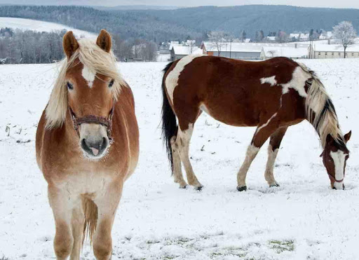 Horses Wallpaper Free