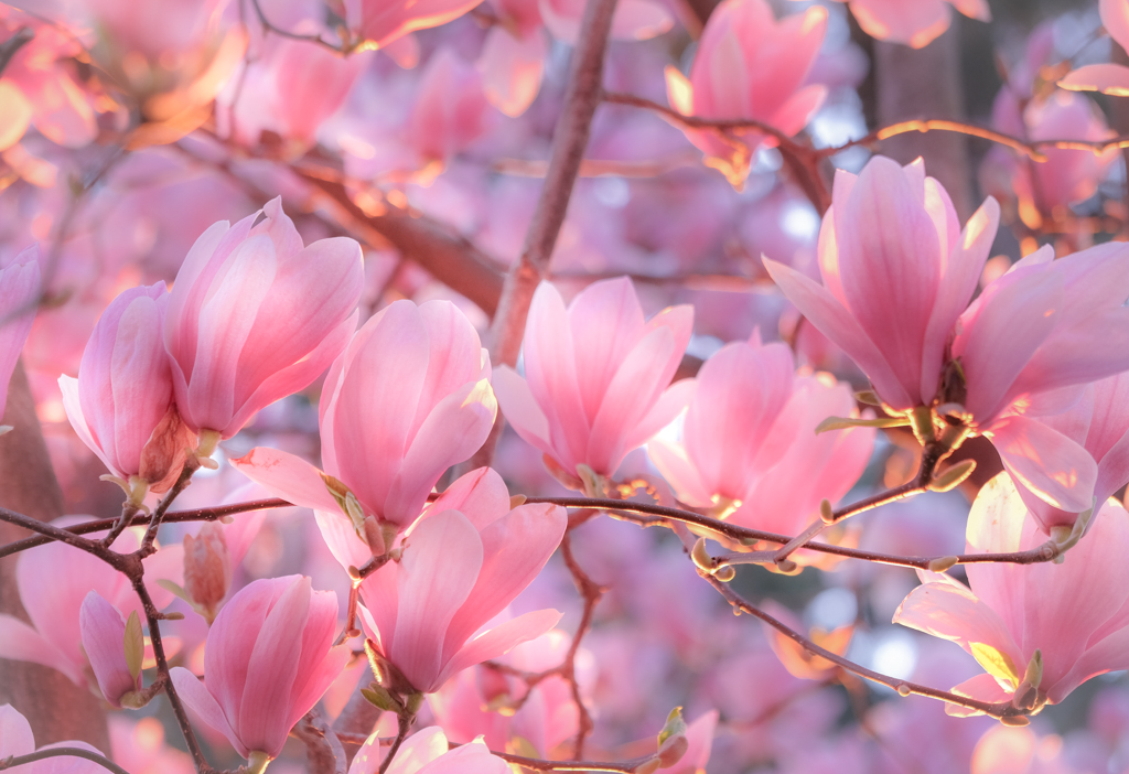 Deep Pink Magnolia di gnuc