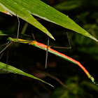 Stick Insect, Phasmid - Male