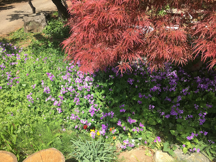 コペンの春☘️の花便り祭り！最終章!第二十弾!日本の四季を楽しみましょう！・幸せは自分自身で見出す物で他人から与えられる物では有りません！最高だね！・貧乏しても心❤️の貧乏人には成りたく無いですね！最高だね！・妬み!僻み!は持たず!心❤️豊かに過ごしましょう!最高だね！・人は人です!自分の納得出来る生き方をしましょう!最高だね！に関するカスタム事例の投稿画像54枚目