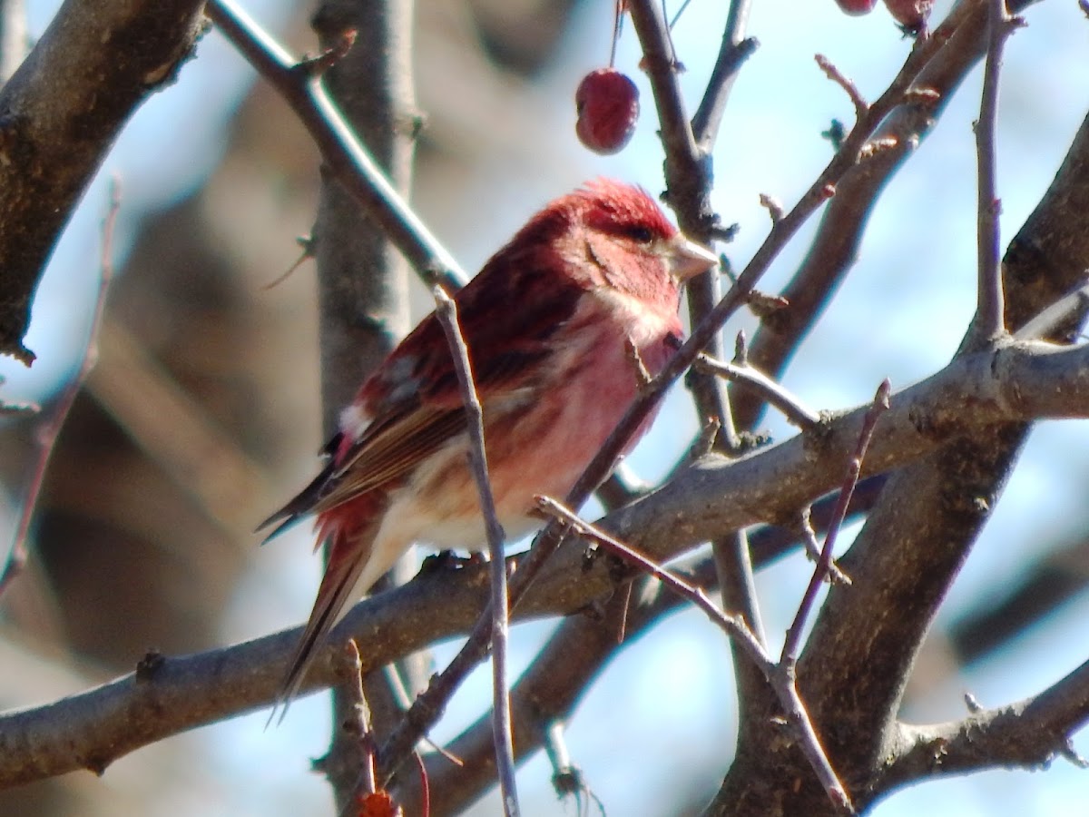 Purple Finch (male)