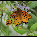 Indian Fritilary