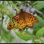 Indian Fritilary