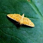 The durian fruit borer