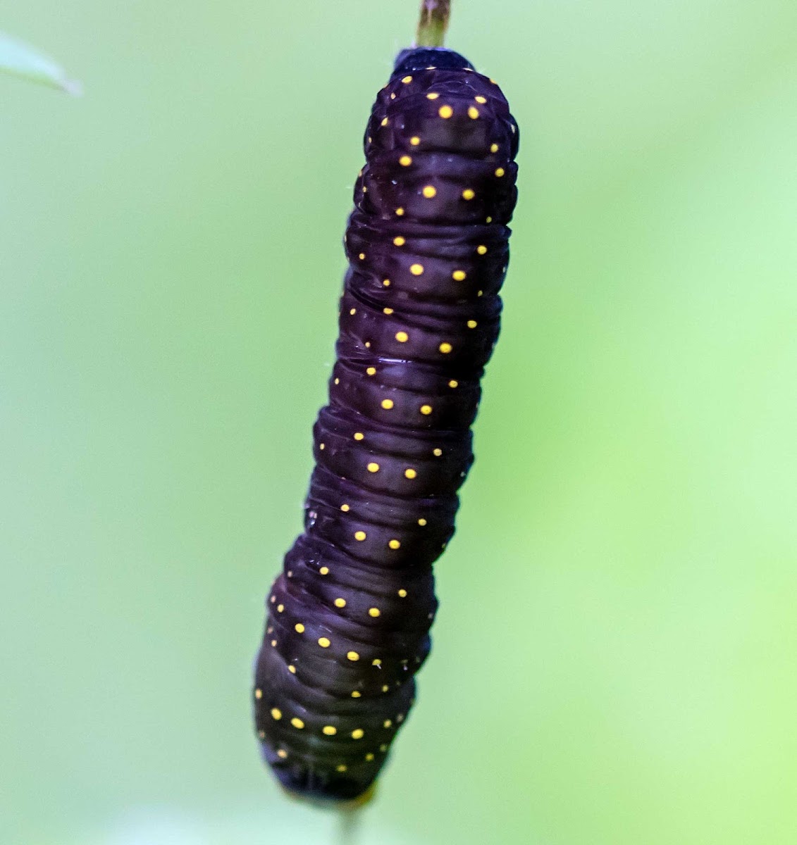 Spotted Phosphila Moth